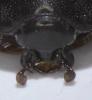 Chalcionellus aemulus
